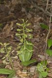 Brown Widelip Orchid, Liparis liliifolia