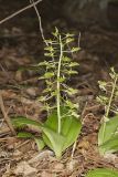 Brown Widelip Orchid, Liparis liliifolia