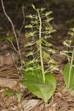 Brown Widelip Orchid, Liparis liliifolia