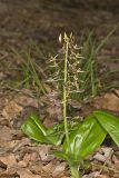 Brown Widelip Orchid, Liparis liliifolia