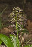 Brown Widelip Orchid, Liparis liliifolia