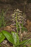 Brown Widelip Orchid, Liparis liliifolia