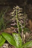 Brown Widelip Orchid, Liparis liliifolia
