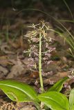 Brown Widelip Orchid, Liparis liliifolia
