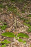 Brown Widelip Orchid, Liparis liliifolia
