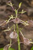 Brown Widelip Orchid, Liparis liliifolia