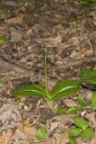 Brown Widelip Orchid, Liparis liliifolia