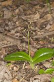 Brown Widelip Orchid, Liparis liliifolia