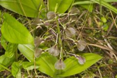Brown Widelip Orchid, Liparis liliifolia