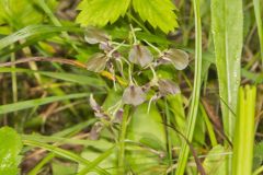 Brown Widelip Orchid, Liparis liliifolia
