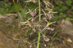 Brown Widelip Orchid, Liparis liliifolia