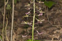 Brown Widelip Orchid, Liparis liliifolia