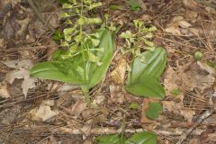 Brown Widelip Orchid, Liparis liliifolia