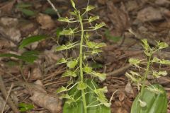 Brown Widelip Orchid, Liparis liliifolia