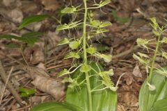 Brown Widelip Orchid, Liparis liliifolia
