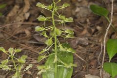Brown Widelip Orchid, Liparis liliifolia