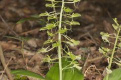 Brown Widelip Orchid, Liparis liliifolia