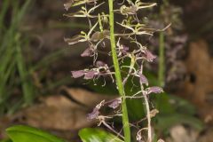 Brown Widelip Orchid, Liparis liliifolia