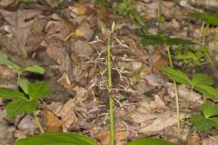 Brown Widelip Orchid, Liparis liliifolia