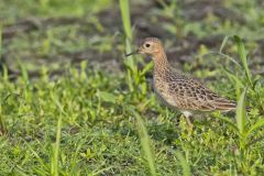 Buff-breasted Sandpiper, Tryngites subruficollis
