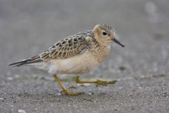 Buff-breasted Sandpiper, Tryngites subruficollis