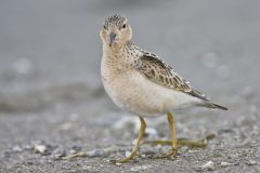 Buff-breasted Sandpiper, Tryngites subruficollis
