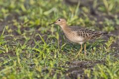 Buff-breasted Sandpiper, Tryngites subruficollis
