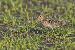 Buff-breasted Sandpiper, Tryngites subruficollis
