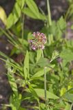 Buffalo Clover, Trifolium reflexum