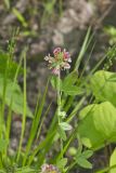 Buffalo Clover, Trifolium reflexum