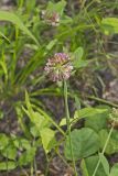 Buffalo Clover, Trifolium reflexum