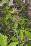 Buffalo Clover, Trifolium reflexum