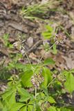 Buffalo Clover, Trifolium reflexum