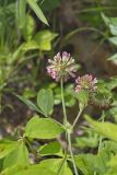 Buffalo Clover, Trifolium reflexum