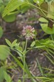 Buffalo Clover, Trifolium reflexum