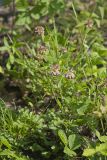 Buffalo Clover, Trifolium reflexum