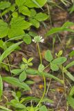 Buffalo Clover, Trifolium reflexum