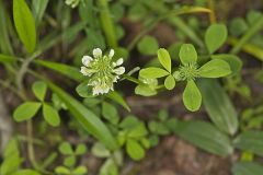 Buffalo Clover, Trifolium reflexum