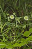 Buffalo Clover, Trifolium reflexum