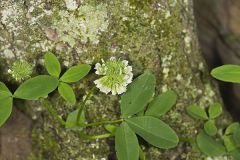Buffalo Clover, Trifolium reflexum