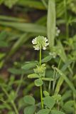 Buffalo Clover, Trifolium reflexum
