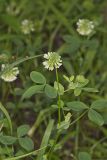 Buffalo Clover, Trifolium reflexum