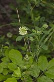 Buffalo Clover, Trifolium reflexum