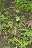 Buffalo Clover, Trifolium reflexum