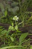 Buffalo Clover, Trifolium reflexum