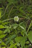 Buffalo Clover, Trifolium reflexum