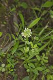 Buffalo Clover, Trifolium reflexum