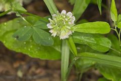 Buffalo Clover