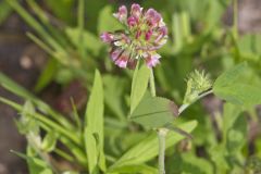 Buffalo Clover, Trifolium reflexum