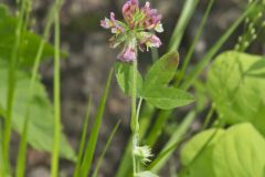 Buffalo Clover, Trifolium reflexum